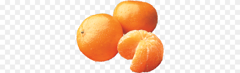 Buyers Guide To Temple Oranges Plaza Grande, Citrus Fruit, Food, Fruit, Grapefruit Free Png