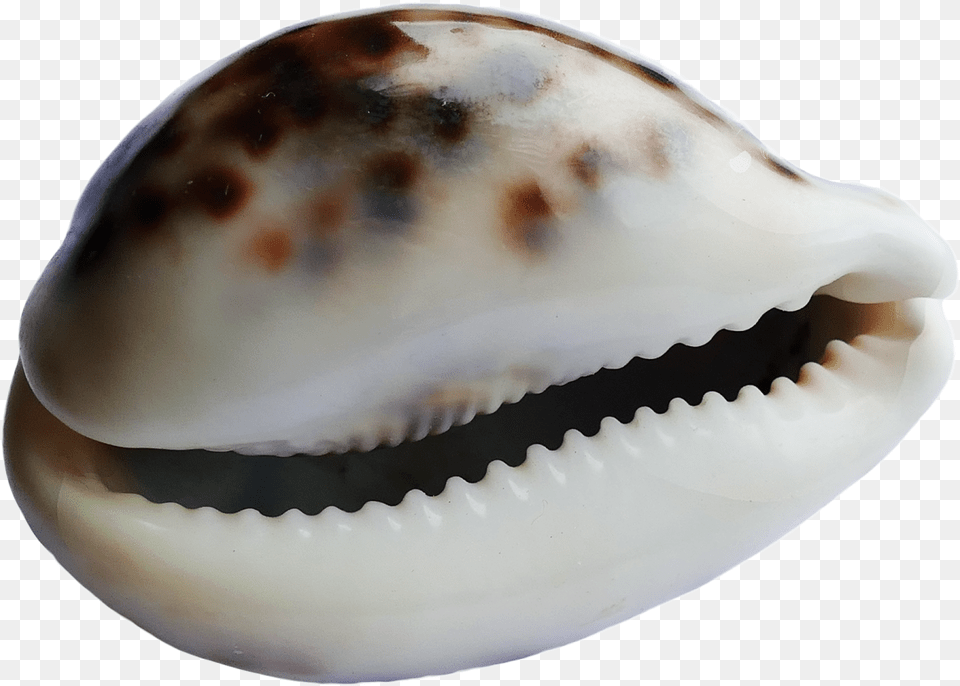 Buzio, Animal, Clam, Food, Invertebrate Free Png Download