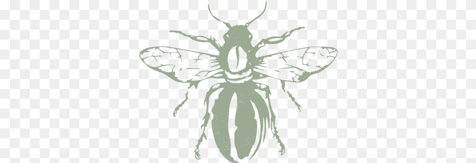 Buzz Beeblock1 House Fly, Animal, Bee, Insect, Invertebrate Free Png Download
