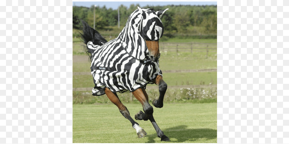 Buzz Off Zebra Fly Mask Xs Horse Cross Breed Zebra, Animal, Mammal, Stallion Png