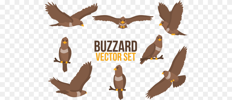 Buzzard Cartoons Vector Golden Eagle, Animal, Bird, Kite Bird, Person Free Transparent Png