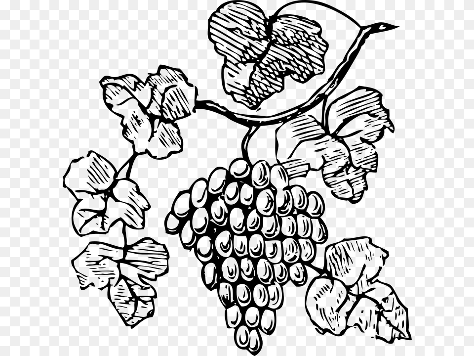 Bw Grapes Grape Vine Clipart Black And White, Gray Free Png