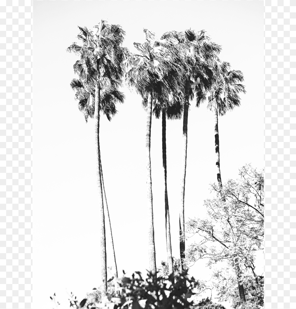 Bw Palm Tree Tropical Art, Palm Tree, Plant, Vegetation, Outdoors Png Image