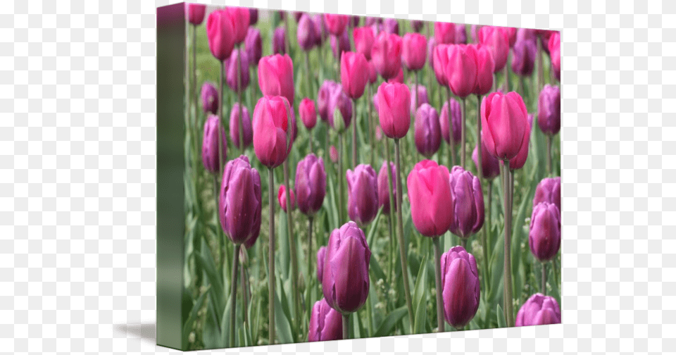 By Betsy Lamere Sprenger39s Tulip, Flower, Plant, Outdoors, Rose Free Png Download