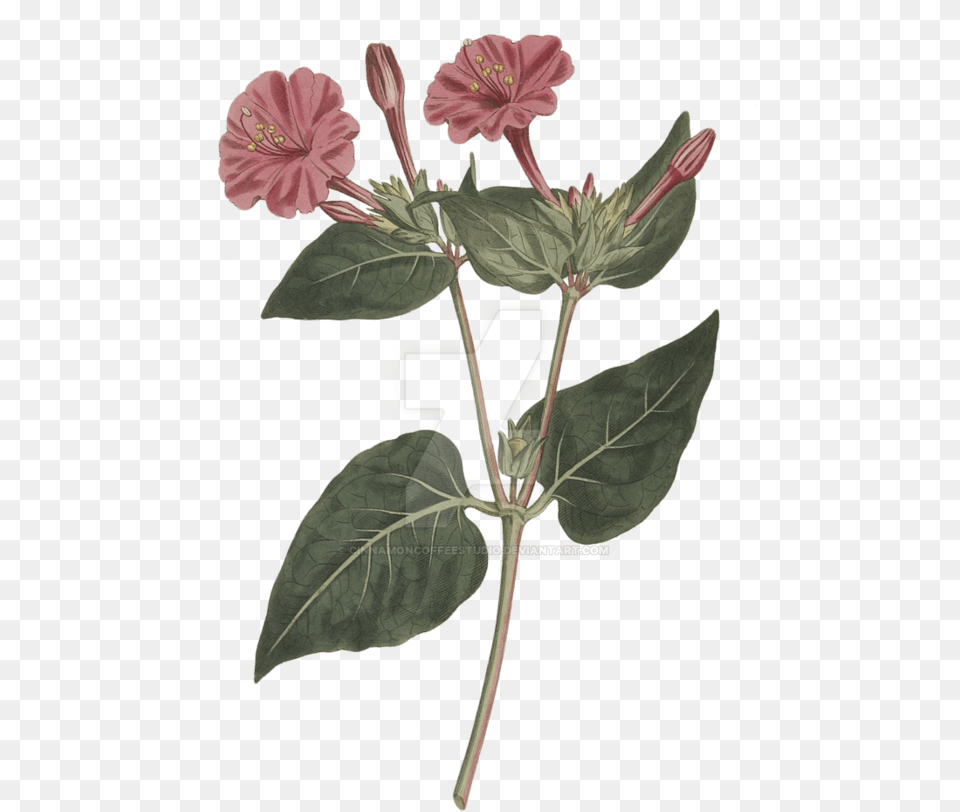 By Cinnamoncoffeestudio Marvel Of Peru, Flower, Plant, Acanthaceae, Hibiscus Png