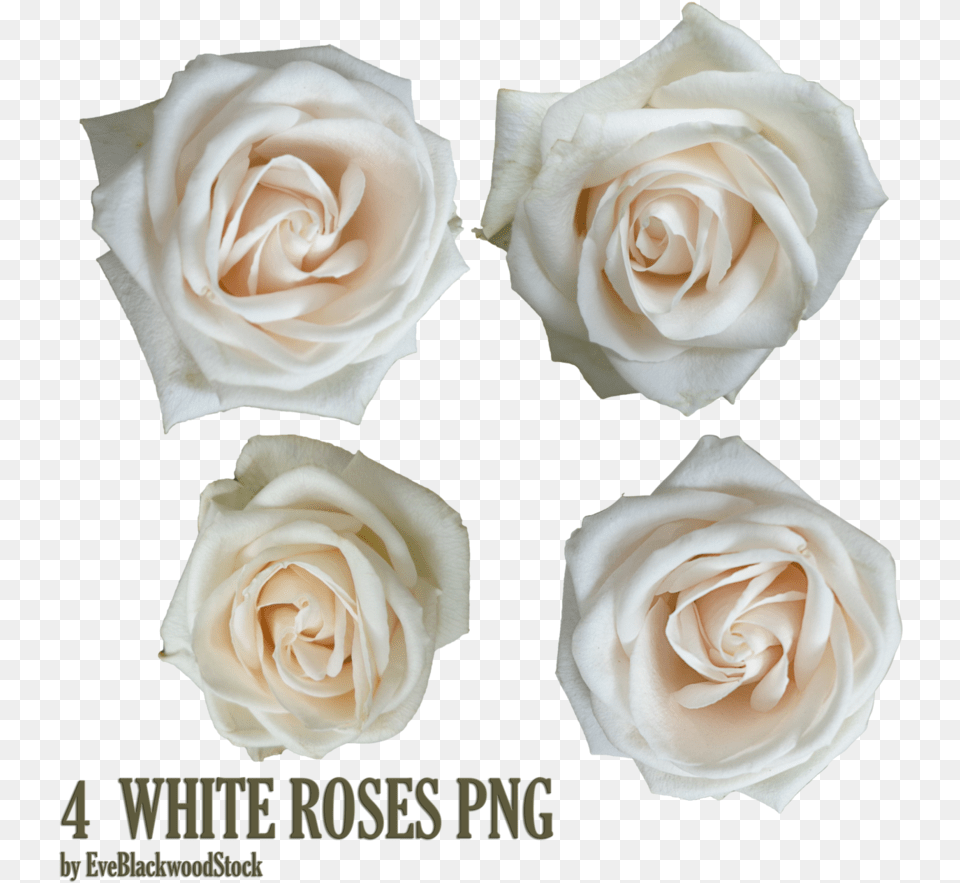 By Eveblackwoodstock White Rose, Flower, Petal, Plant Free Png