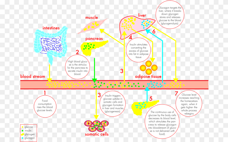 By Hyperglycemia As A Result Of Improper Insulin Secretion Cartoon Png