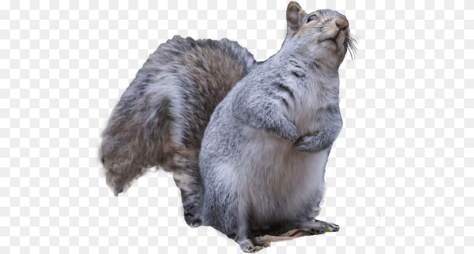 By Karen Burke On Angry Squirrel, Animal, Mammal, Rodent, Rat Png Image