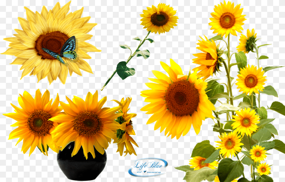 By Lifeblue Sun Flower Plant, Sunflower, Flower Arrangement Free Png Download