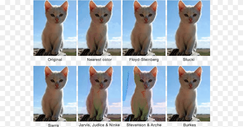 By Looking At The Quality Of The Created Using Gif Dithering, Animal, Cat, Mammal, Pet Png Image