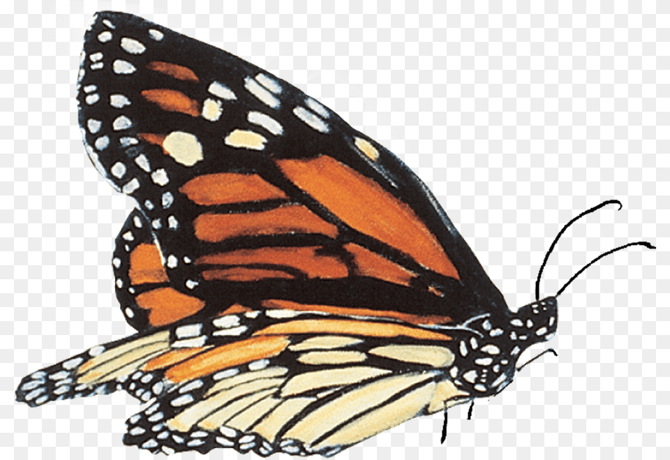 By Monarch School Mariposas Reales, Animal, Butterfly, Insect, Invertebrate Free Png