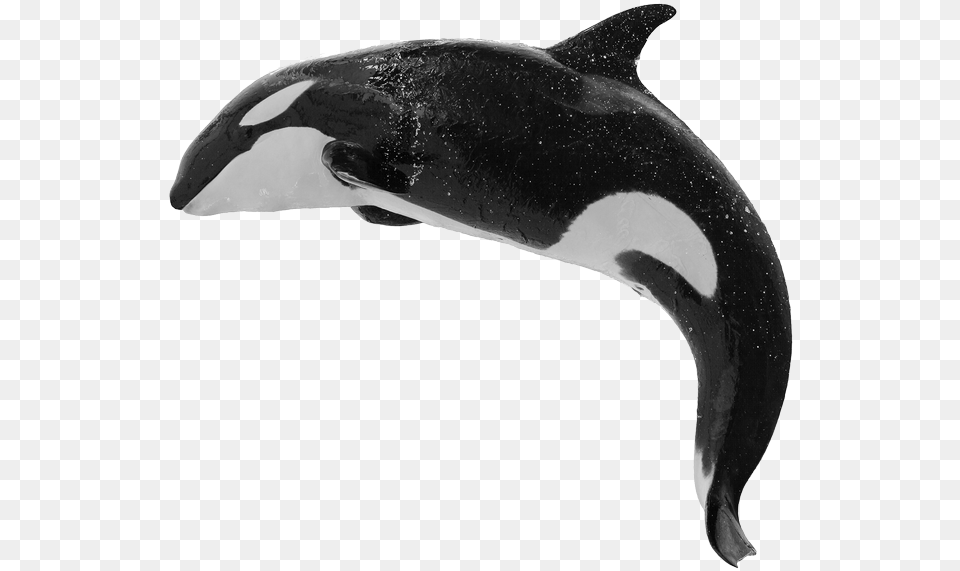 By Orca Web Design Killer Whale, Animal, Sea Life, Fish, Shark Free Png Download