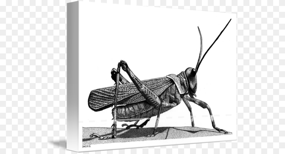 By Scott Woyak St Urho39s Day, Animal, Grasshopper, Insect, Invertebrate Png