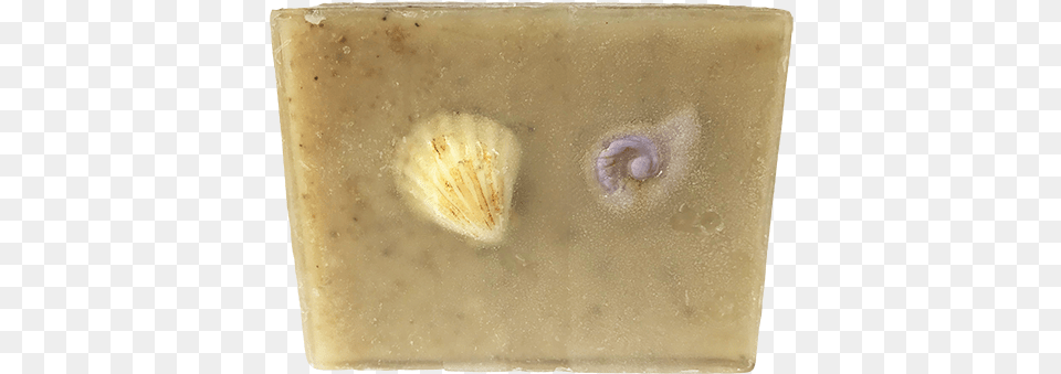 By The Sea Quotshellquot Soap, Animal, Invertebrate, Sea Life, Seashell Free Transparent Png