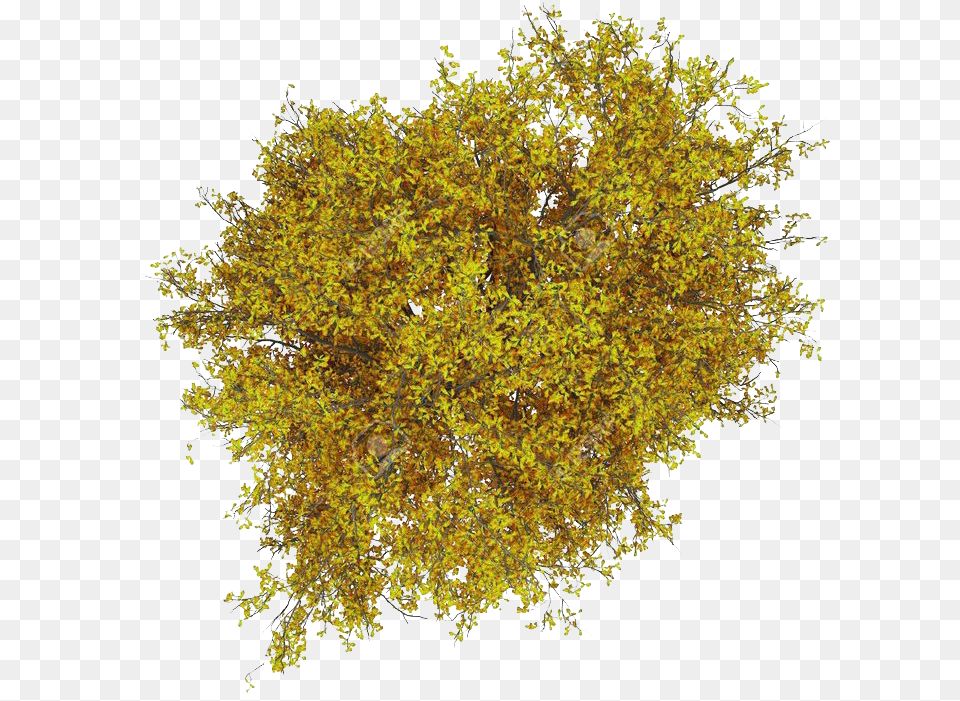 By Trees Plan For Photoshop, Plant, Pollen, Vegetation Png