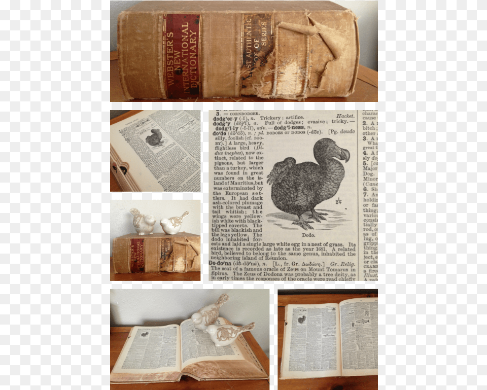 By Way Of The Dodo Bird Dodo, Book, Publication, Animal, Text Free Png
