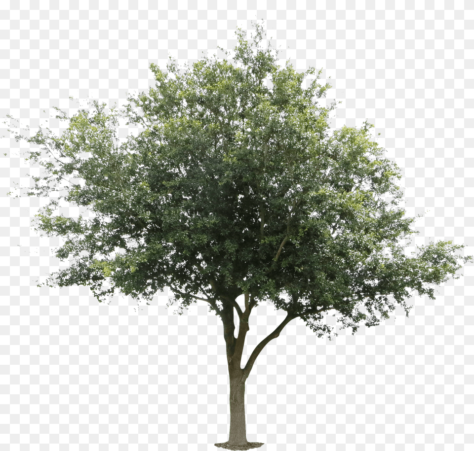 C 808 Kbytes For Mobile Oak Leaves Tree Front View Free Png