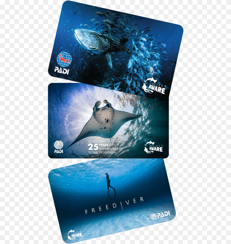 C Card Options Padi Project Aware Card 2019, Animal, Fish, Sea Life, Shark Free Transparent Png