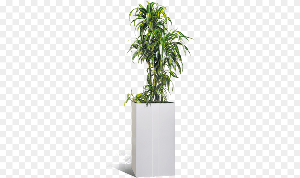 C P Pflanzgef Portable Network Graphics, Jar, Plant, Planter, Potted Plant Png Image
