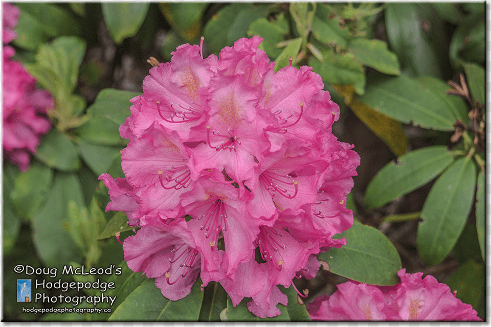 C Rhododendrons Trees And Pathways Playfair Park Playfair Park, Flower, Geranium, Plant, Petal Free Transparent Png