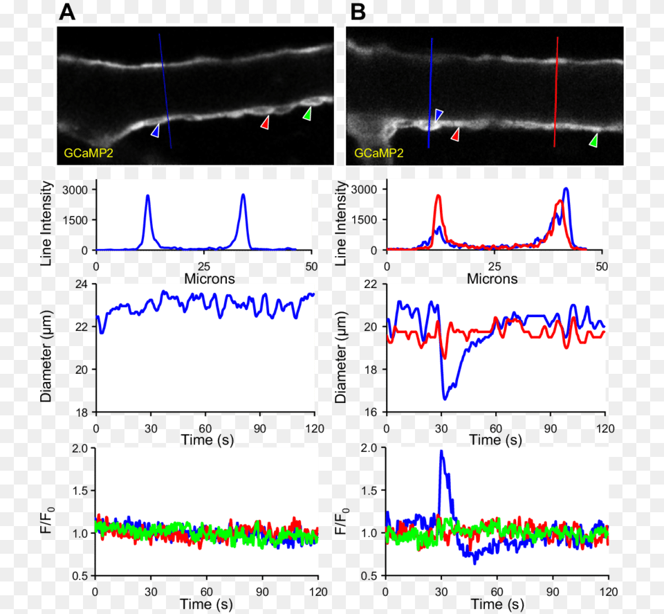 Ca 2 Signaling In Gcamp2sm Mouse Arterioles Diagram, Chart, Plot Png