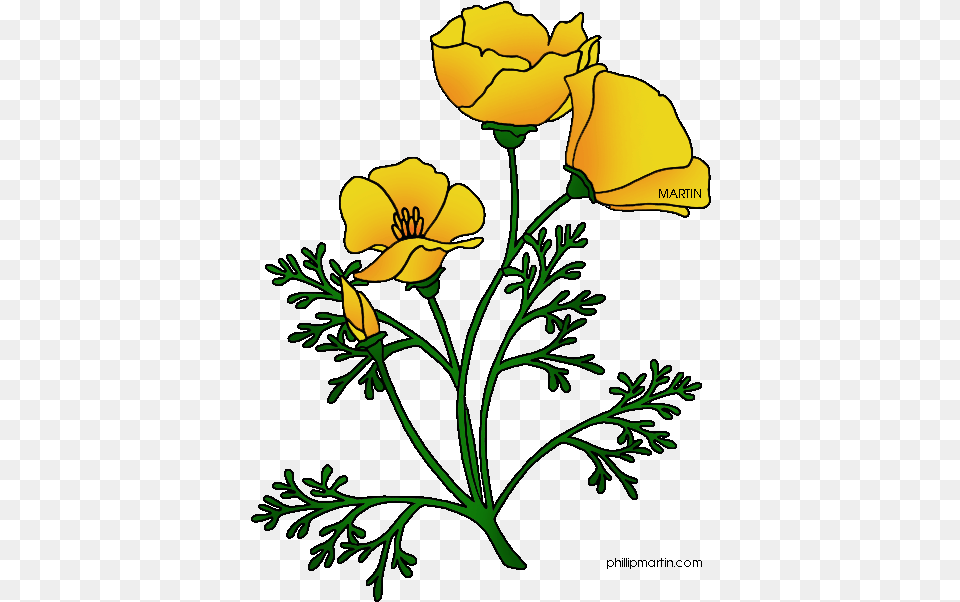 Ca Poppy, Flower, Plant, Pattern, Art Free Transparent Png