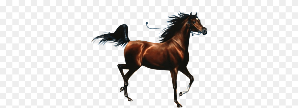 Caballo 2 Love Horses, Animal, Horse, Mammal, Stallion Png Image
