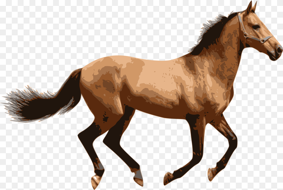 Caballo 5 Image Horse, Animal, Colt Horse, Mammal Free Png