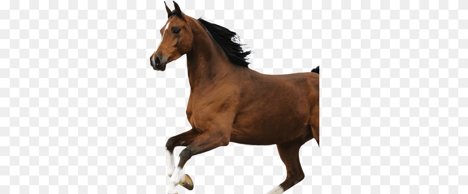 Caballo Horse Hd Images Download, Animal, Colt Horse, Mammal Free Png
