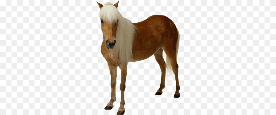 Caballo Marran Claro Horse, Animal, Mammal, Colt Horse Free Transparent Png