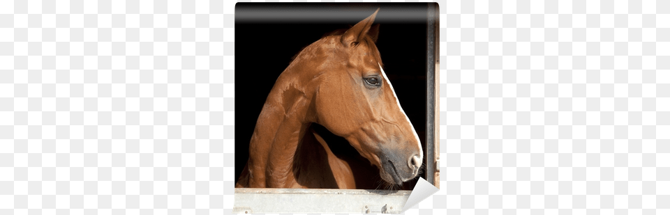 Caballo Marrn De Perfil En Cuadra Wall Mural Pixers Horse, Animal, Colt Horse, Mammal, Stallion Free Png Download