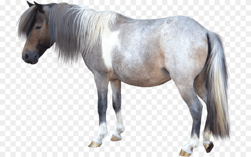 Caballo Miniature Horse White Background, Animal, Mammal, Stallion, Andalusian Horse Free Transparent Png