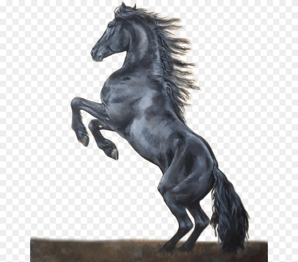 Caballo Negro Stallion, Animal, Horse, Mammal, Andalusian Horse Free Png
