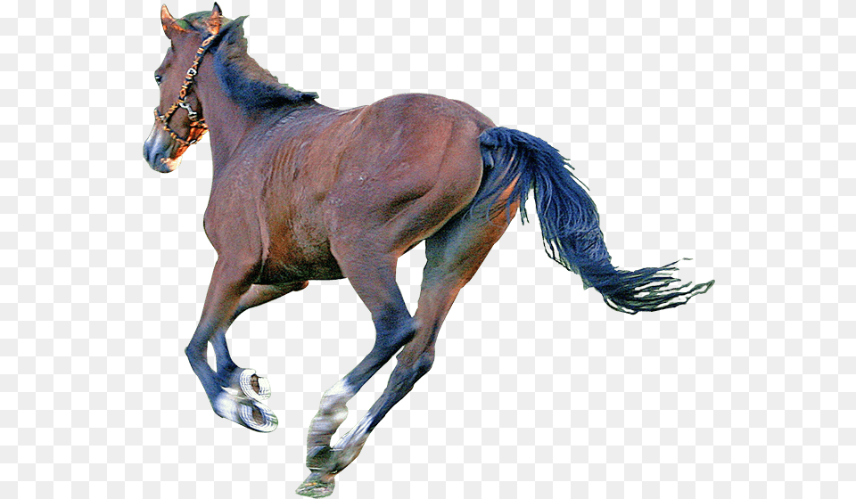 Caballo Sorrel, Animal, Horse, Mammal, Colt Horse Free Transparent Png