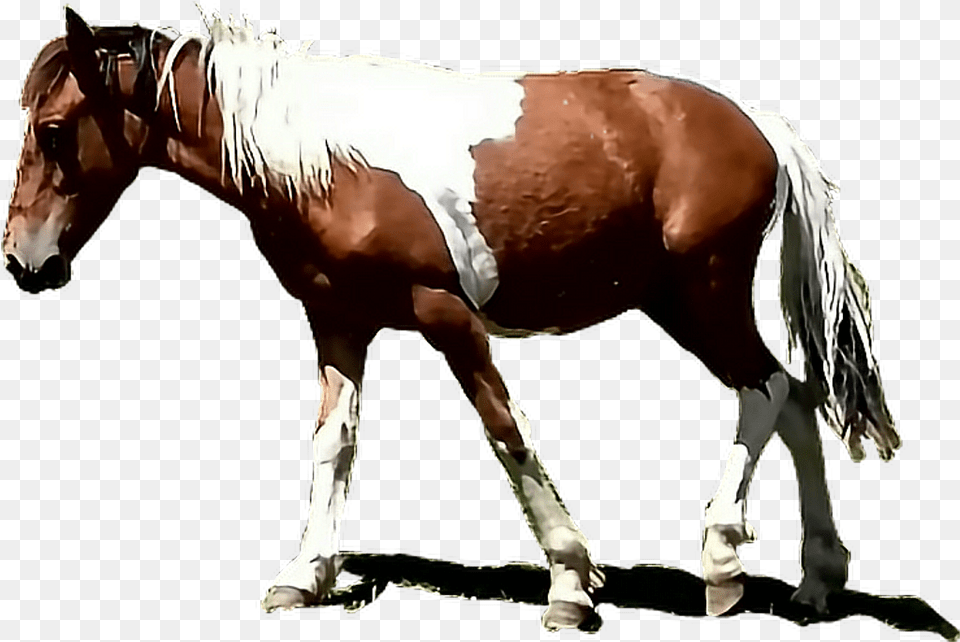 Caballo Sticker Sorrel, Animal, Colt Horse, Horse, Mammal Png