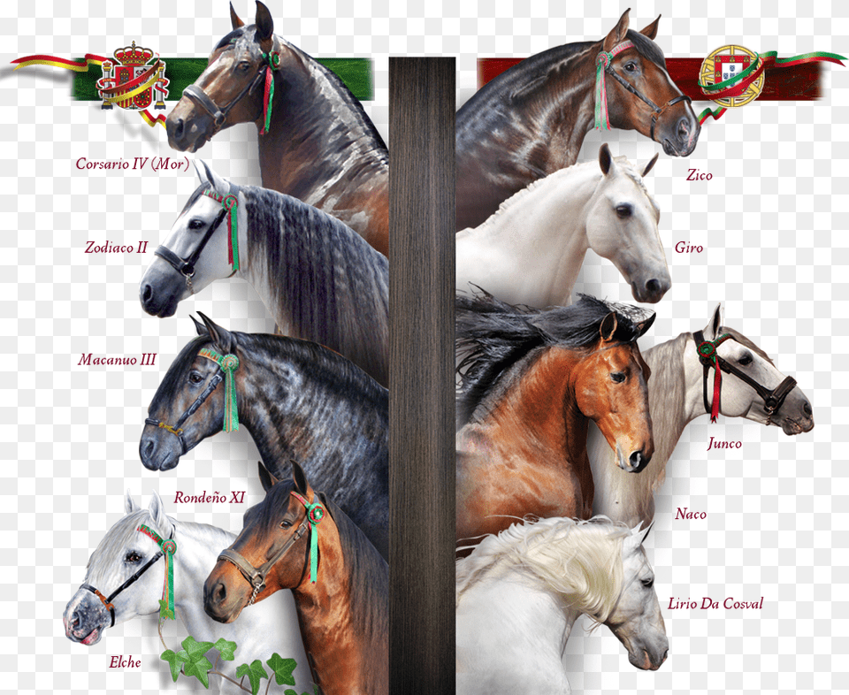 Caballos Fundadores Las Moreras Mane, Andalusian Horse, Animal, Horse, Mammal Png Image