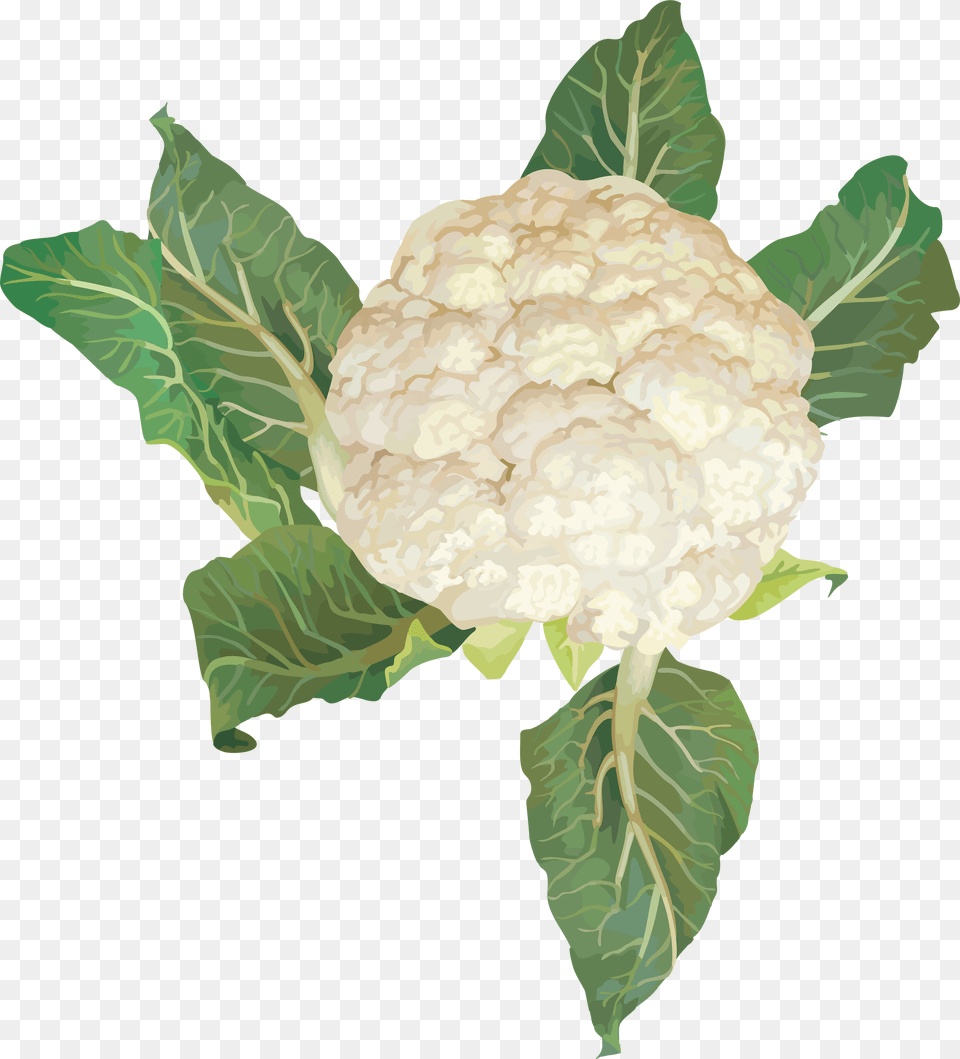 Cabbage, Cauliflower, Food, Plant, Produce Free Transparent Png