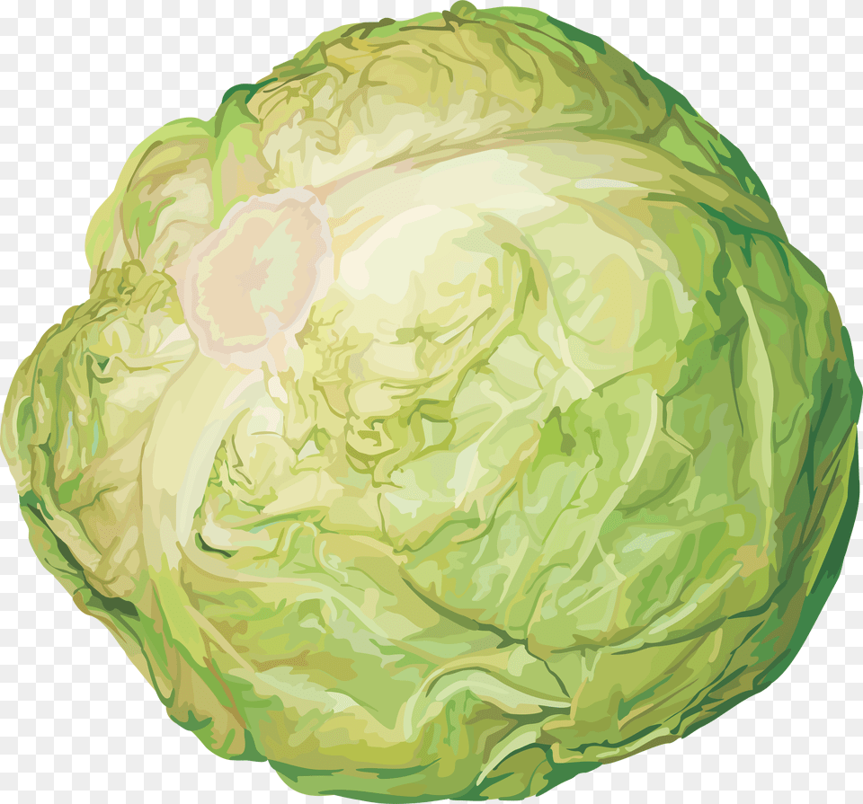 Cabbage, Vegetable, Produce, Food, Plant Free Transparent Png