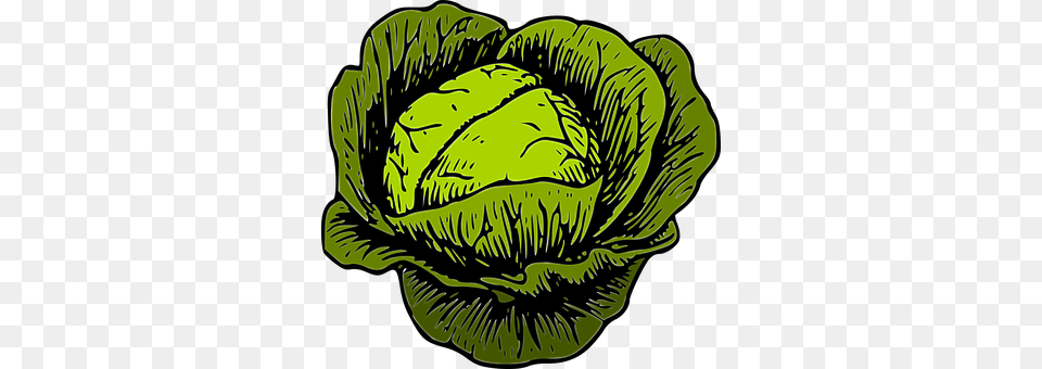 Cabbage Vegetable, Produce, Plant, Leafy Green Vegetable Free Transparent Png