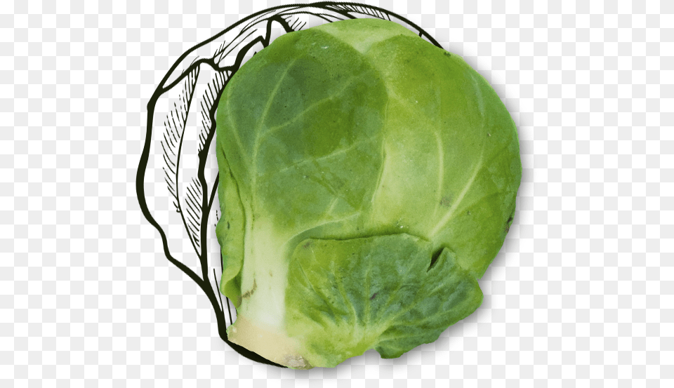 Cabbage, Food, Produce, Leafy Green Vegetable, Plant Free Png Download