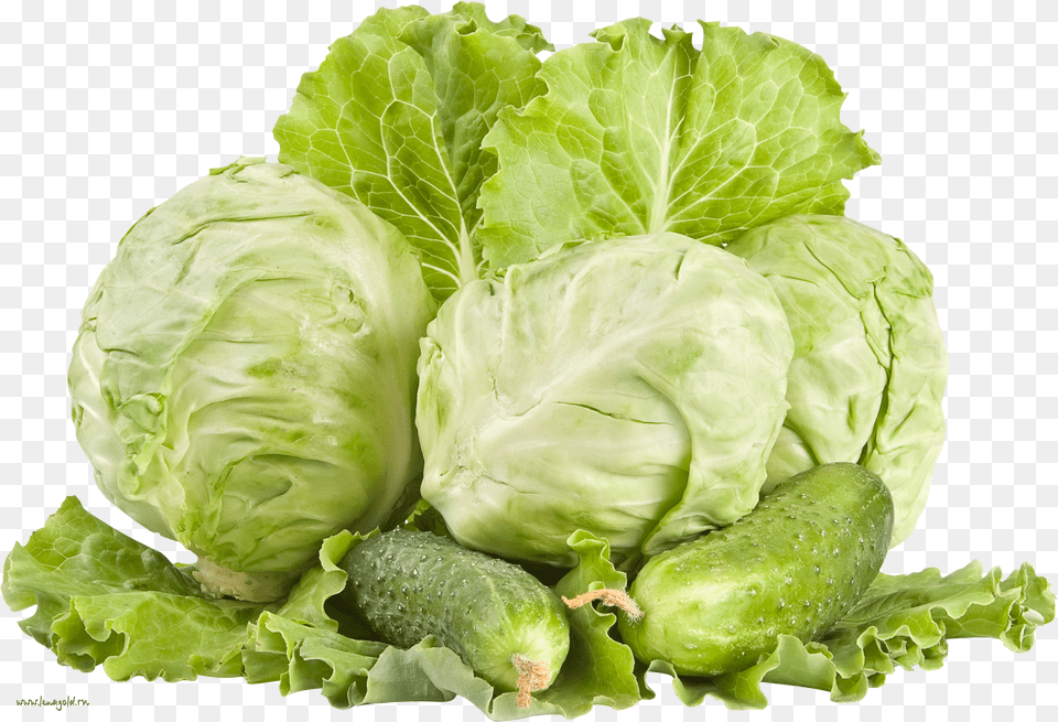 Cabbage Free Transparent Png