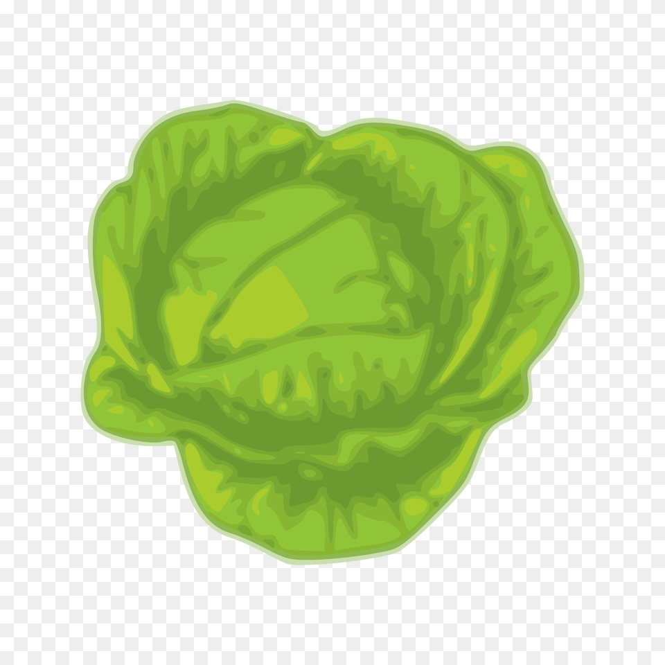 Cabbage, Food, Produce, Leafy Green Vegetable, Plant Png