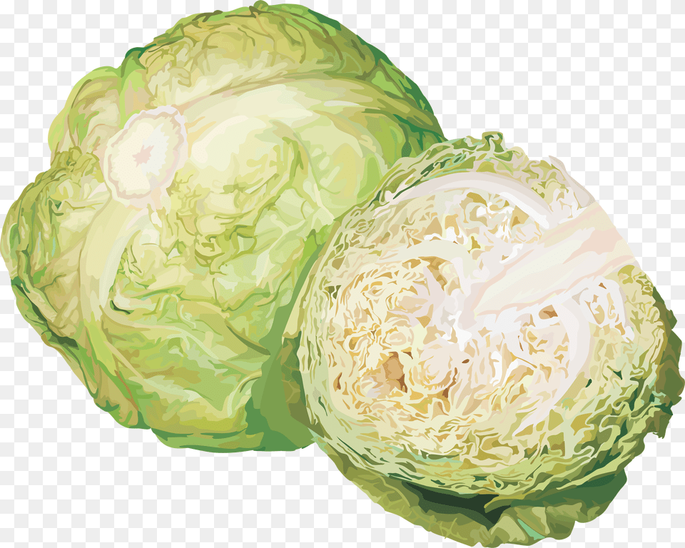 Cabbage, Food, Leafy Green Vegetable, Plant, Produce Free Png Download