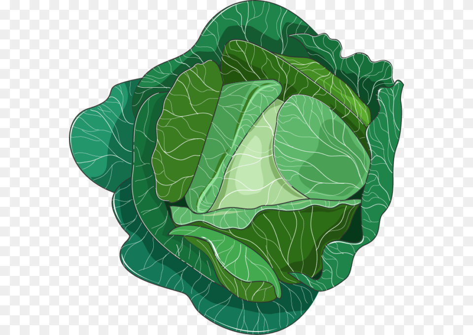 Cabbage, Leafy Green Vegetable, Food, Vegetable, Produce Free Png Download