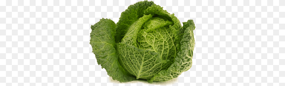 Cabbage, Food, Leafy Green Vegetable, Plant, Produce Png