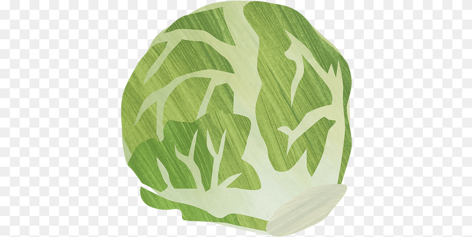 Cabbage, Food, Produce, Leafy Green Vegetable, Plant Png Image