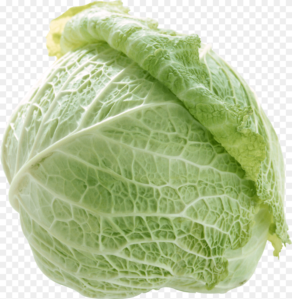 Cabbage, Food, Leafy Green Vegetable, Plant, Produce Png Image