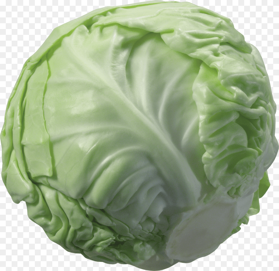 Cabbage, Stencil, Text Free Png