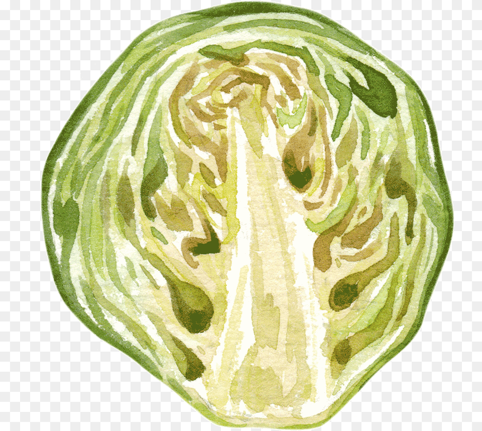 Cabbage, Home Decor, Rug, Food, Produce Free Png Download
