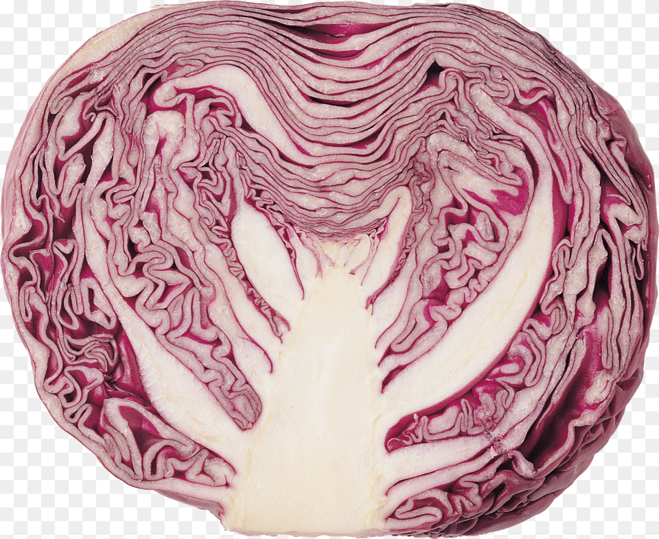 Cabbage Free Png Download